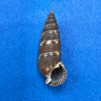 #4 Liocerithium judithae 16.5mm F+ Guaymas, Mexico Cerithiidae