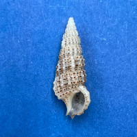 #16 Cerithium muscarum 19.1mm F++ Sarasota Bay, Florida