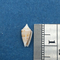 #16 Conus Ximeniconus wendrosi 10.5mm Barcadera, Aruba On Exposed Sand Bar