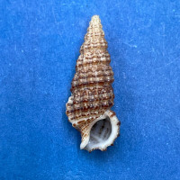 #15 Cerithium muscarum 19.7mm F+ Sarasota Bay, Florida