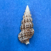 #6 Cerithium muscarum 19.8mm F++ Sarasota Bay, Florida