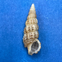 #7 Cerithium muscarum 21.5mm F++ Sarasota Bay, Florida