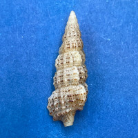 #7 Cerithium muscarum 21.5mm F++ Sarasota Bay, Florida