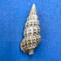 #25 Cerithium muscarum 19.5mm F++ Sarasota Bay, Florida