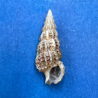 #11 Cerithium muscarum 19.8mm F++ Sarasota Bay, Florida
