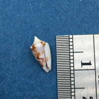 #15 Conus Ximeniconus wendrosi 10.7mm Barcadera, Aruba On Exposed Sand Bar