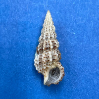 #23 Cerithium muscarum 18mm F++ Sarasota Bay, Florida