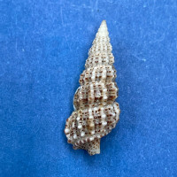 #23 Cerithium muscarum 18mm F++ Sarasota Bay, Florida