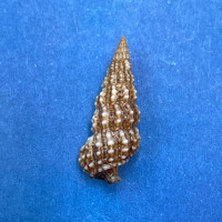 #9 Cerithium muscarum 17.5mm F++ Sarasota Bay, Florida