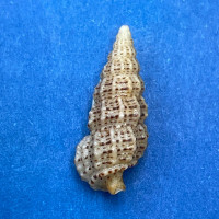 #31 Cerithium muscarum 17.2mm F+ Sarasota Bay, Florida