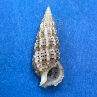 #28 Cerithium muscarum 18.7mm F++ Sarasota Bay, Florida