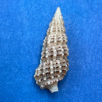 #28 Cerithium muscarum 18.7mm F++ Sarasota Bay, Florida