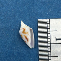 #13 Conus Ximeniconus wendrosi 11.5mm Barcadera, Aruba On Exposed Sand Bar