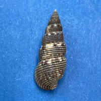 #16 Liocerithium judithae 18.6mm F++ San Luis, Baja California, Low Tide Rocks