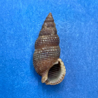 #18 Liocerithium judithae 16.8mm F+ San Luis, Baja California, Low Tide Rocks