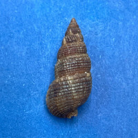 #18 Liocerithium judithae 16.8mm F+ San Luis, Baja California, Low Tide Rocks