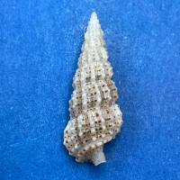 #26 Cerithium muscarum 18.9mm F++ Sarasota Bay, Florida