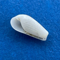 Cylichna hoernesii 3.9mm F++ Tenedos Island, Turkey, Trawled 240' Retusidae