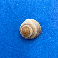 #4 Peasiella tantilla 6.2mm F++ Kahuku, Oahu, Hawaii In Splash Zone, Full Data