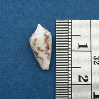 #2 Conus Ximeniconus wendrosi 14mm Barcadera, Aruba On Exposed Sand Bar