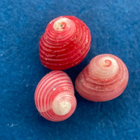 #15 Homalopoma quantillum Under 3mm F/+ Jeffreys Bay, South Africa