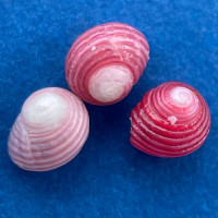 #41 Homalopoma quantillum Under 3mm F/+ Jeffreys Bay, South Africa