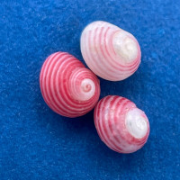 #29 Homalopoma quantillum Under 3mm F+ Jeffreys Bay, South Africa