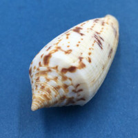 #2 Conus australis 67.4mm Trawled, South China Coast