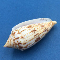 #2 Conus australis 67.4mm Trawled, South China Coast