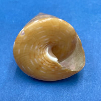 #3 Calliostoma conulus 25.1mm F (HOLE) Madeira Island, Portugal