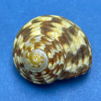 Lunella undulata 18.6mm F+ Albany, Western Australia On Rocks, Low Tide