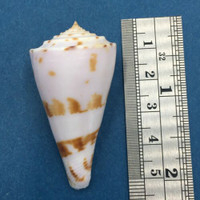 #1 Conus ione 49mm Panglao, Bohol, Philippines, Tangle Net 80-150m