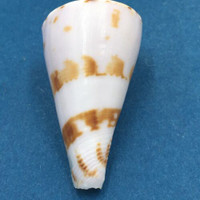 #1 Conus ione 49mm Panglao, Bohol, Philippines, Tangle Net 80-150m