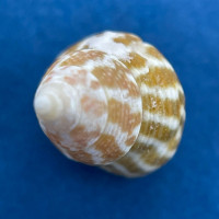 #4 Gibbula stoliczkana 6mm F+ Balicasag, Philippines, In Tangle Net