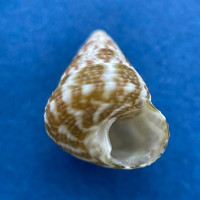 #5 Gibbula stoliczkana 5.7mm F++ Balicasag, Philippines, In Tangle Net