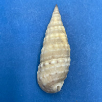 #8 Rhinoclavis bituberculata 36.1mm W/O F++ Tasmania