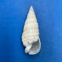 #9 Rhinoclavis bituberculata 31.7mm F+ Tasmania