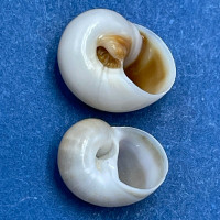 Polinices otis 7.8-8.7mm Juvenile, Cebaco Island, Panama