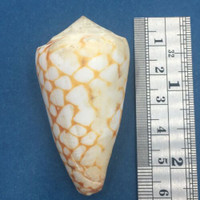 #1 Conus marmoreus 54.8mm Rare Golden Form Noumea Harbor, New Caledonia