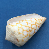 #1 Conus marmoreus 54.8mm Rare Golden Form Noumea Harbor, New Caledonia