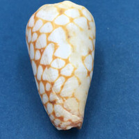 #1 Conus marmoreus 54.8mm Rare Golden Form Noumea Harbor, New Caledonia