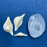 #3 Philine kurodai 13mm F++ In Sand, Low Tide, Langkawi, Malaysia