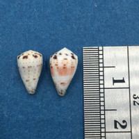 #1 Conus sponsalis Set x2 10-11mm Davao Gulf, Philippines In Rubble Crevices