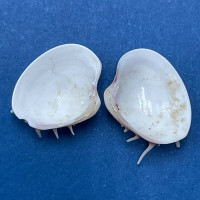 #8 Hysteroconcha lupanaria 13.1mm W/O Spines Juvenile W. Mexico To Peru