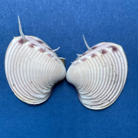 #22 Hysteroconcha lupanaria 18.1mm W/O Spines Juvenile W. Mexico To Peru