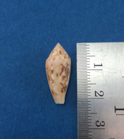 #11 Conus Legatus 21.07mm Solomon Islands Ambassador Cone Shell