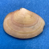 #2 Heterodonax pacificus 16.9mm F+ Mexico, 1976 Psammobiidae