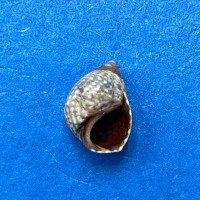 Littorina punctata 7.1mm F++ Ouakam, Cap Vert, Senegal, On Rocks, 1978