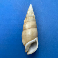 #5 Rhinoclavis vertagus 54.4mm F+ Western Australia, 1974