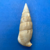 #5 Rhinoclavis vertagus 54.4mm F+ Western Australia, 1974